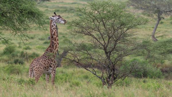 Free giraffe animal savannah bushes 4k hd wallpaper download