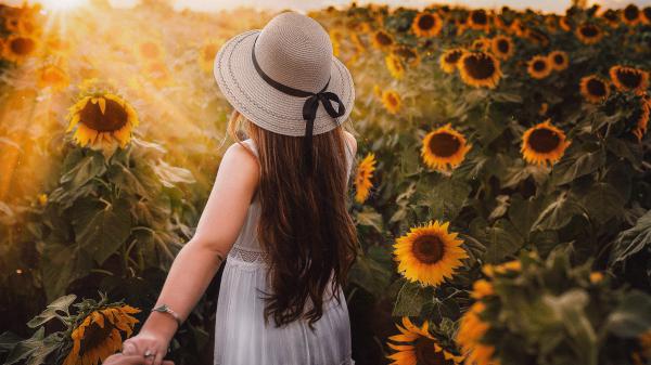 Free girl in sunflower park 4k 8k wallpaper download