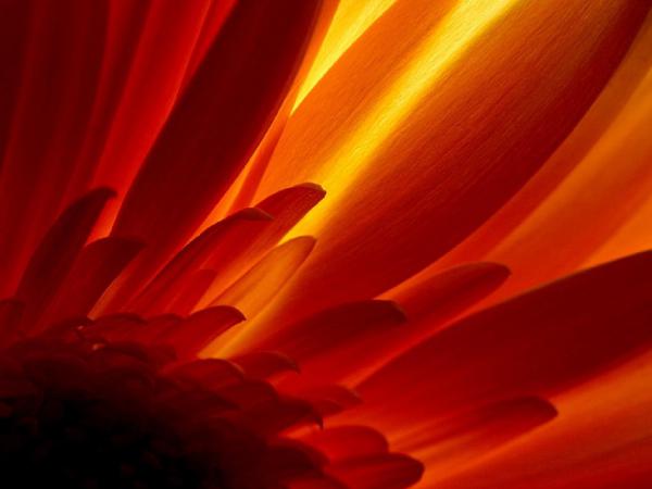 Free glowing flower 1024x768 wallpaper download