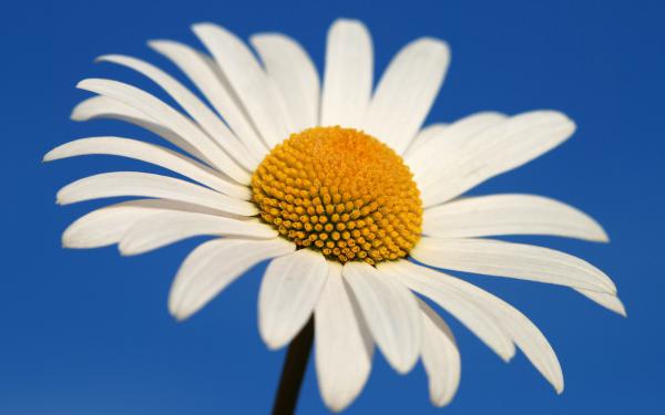 Free glowing white daisy wallpaper download