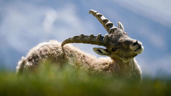 Free goat with horns in blue blur background 4k hd animals wallpaper download