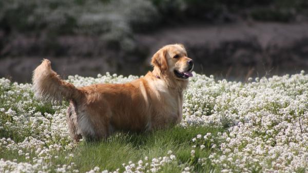 Free golden retriever 4k hd animals wallpaper download