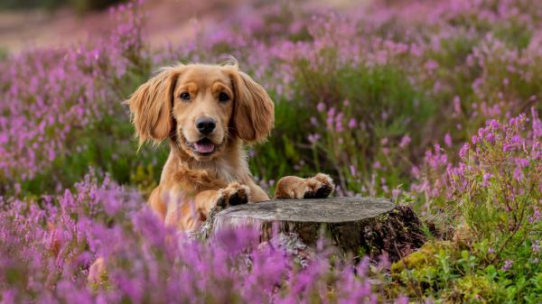 Free golden retriever dog around purple flowers 4k hd animals wallpaper download