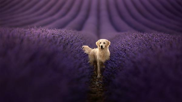 Free golden retriever hd wallpaper download