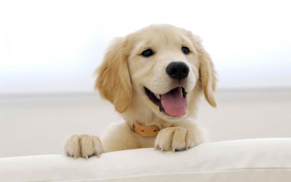 Free golden retriever puppy wallpaper download