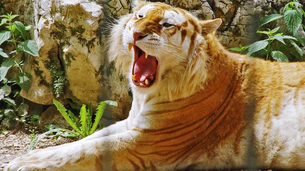 Free golden tiger hdtv 1080p wallpaper download