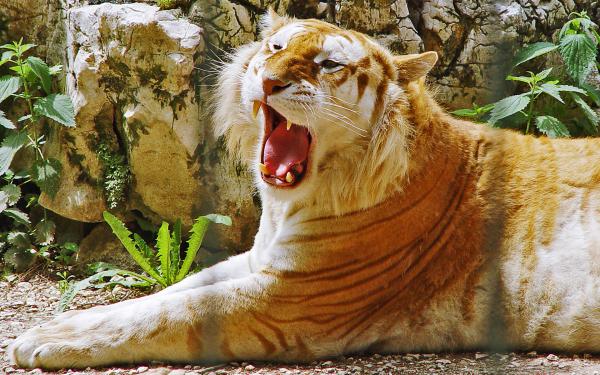 Free golden tiger wallpaper download