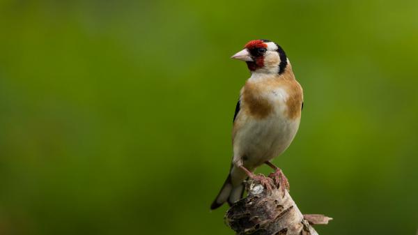 Free goldfinch with green background hd birds wallpaper download