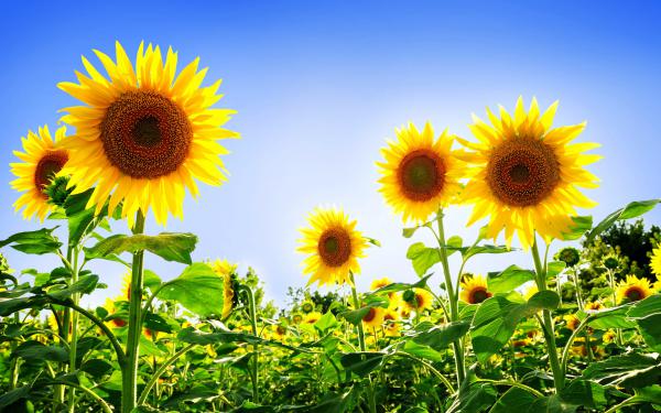 Free gorgeous sunflowers wallpaper download