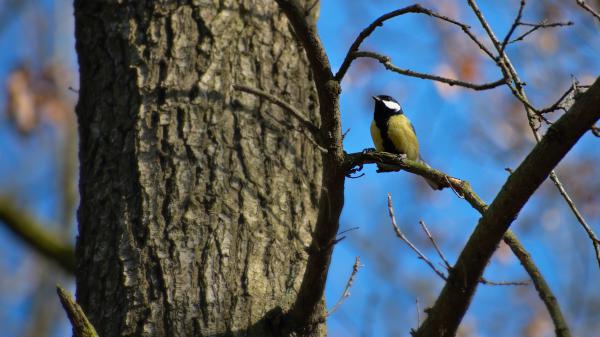 Free gouldian finch is sitting on tree branch 4k 5k hd birds wallpaper download