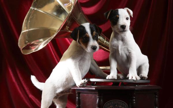 Free gramophone pups wallpaper download