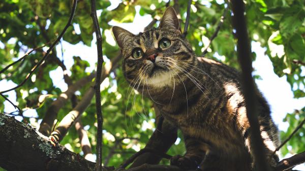 Free gray and black cat with green eyes is standing on the tree 4k hd cat wallpaper download