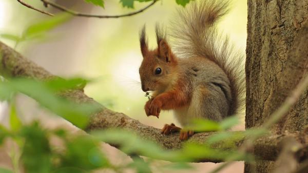 Free gray and brown squirrel hd squirrel wallpaper download