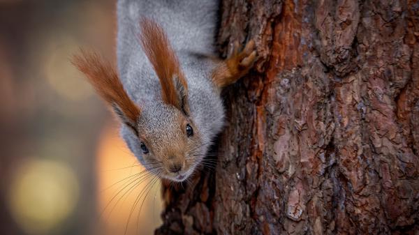 Free gray and brown squirrel is climbing on tree hd squirrel wallpaper download