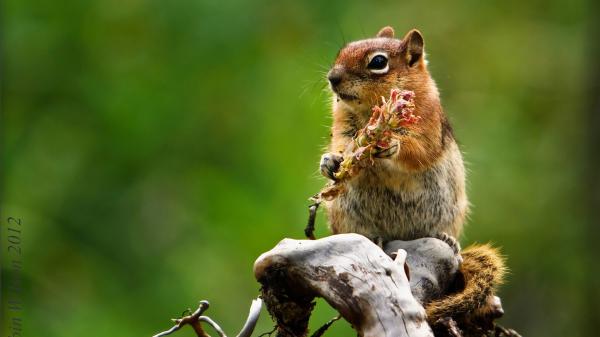 Free gray and brown squirrel with black eyes hd squirrel wallpaper download