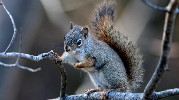 Free gray and white squirrel is standing on dry branch hd squirrel wallpaper download