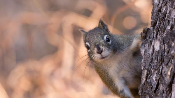 Free gray and white squirrel with blur background hd squirrel wallpaper download