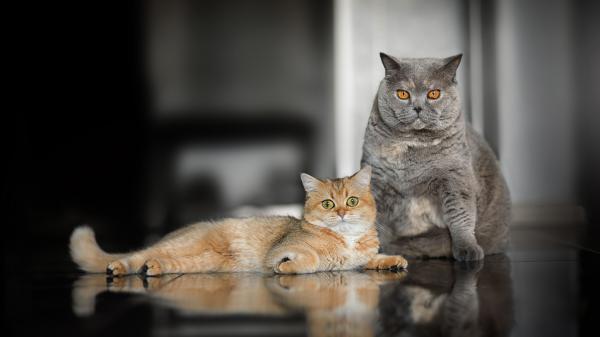 Free gray cat and brown and white cat 4k hd cat wallpaper download