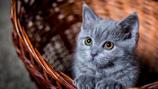 Free gray cat in a basket hd cat wallpaper download