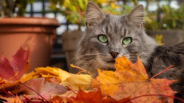 Free gray cat with green eyes 4k 5k hd animals wallpaper download