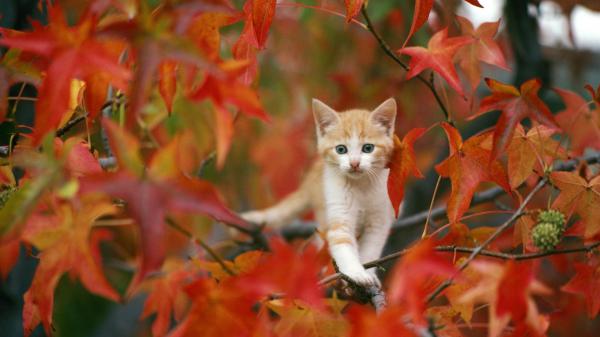 Free gray eyes kitten is standing on tree branch hd kitten wallpaper download