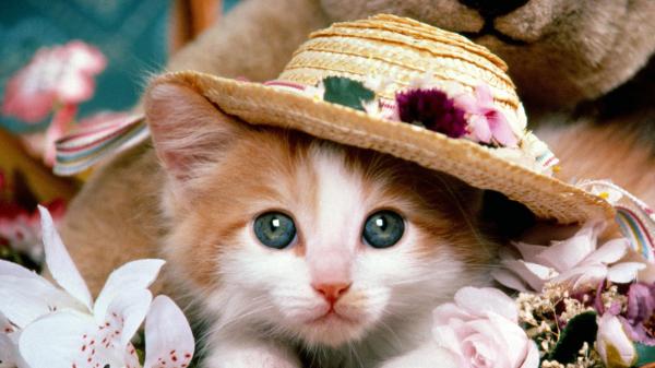 Free gray eyes kitten with hat hd kitten wallpaper download