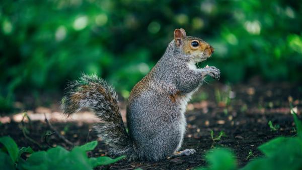 Free gray fox squirrel with shallow background of green trees 4k 5k hd squirrel wallpaper download