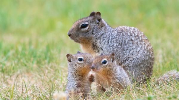 Free gray fox squirrels hd squirrel wallpaper download