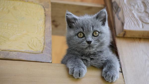 Free gray kitten is sitting on the cupboard hd kitten wallpaper download