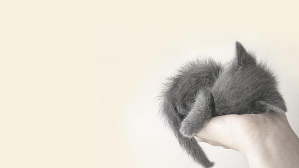 Free gray kitten is sleeping on hand hd kitten wallpaper download