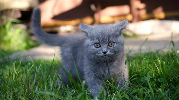 Free gray kitten is standing on grass field with shallow background hd kitten wallpaper download