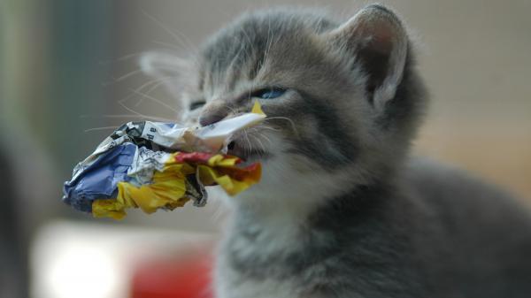 Free gray kitten with a crunched paper holding on mouth hd kitten wallpaper download