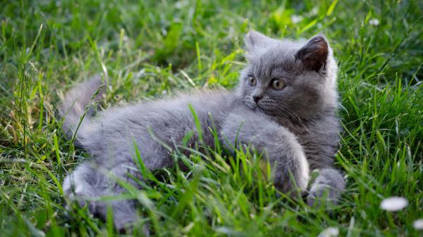 Free gray kitten with brown eyes on green grass field hd kitten wallpaper download