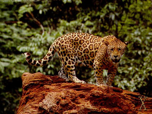 Free great jaguar wallpaper download