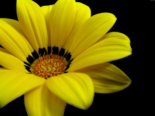 Free great yellow flower wallpaper download