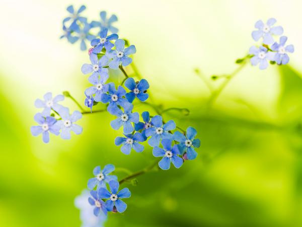 Free green beautiful flowers wallpaper download