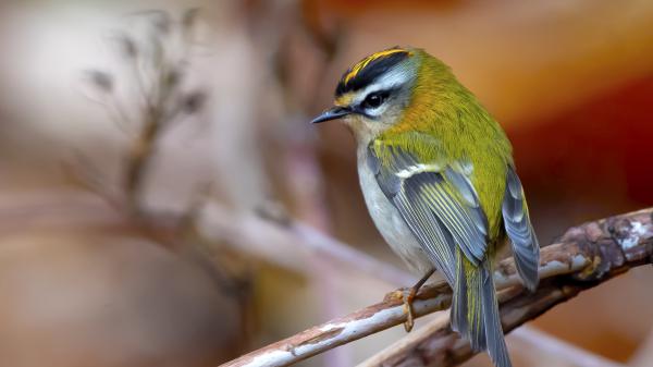 Free green black ash bird is standing on tree branch in blur background hd birds wallpaper download