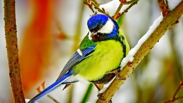 Free green blue beautiful bird on snow covered tree branch hd animals wallpaper download