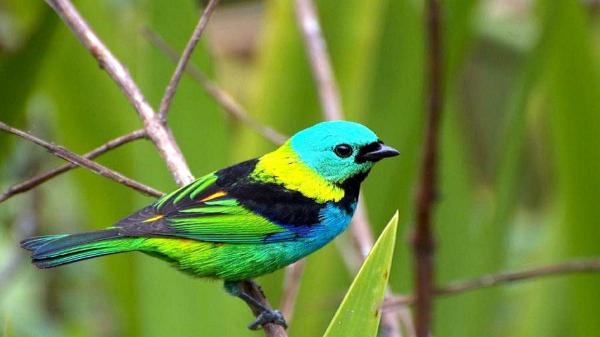 Free green blue black bird is perching on tree stalk in blur green background hd birds wallpaper download