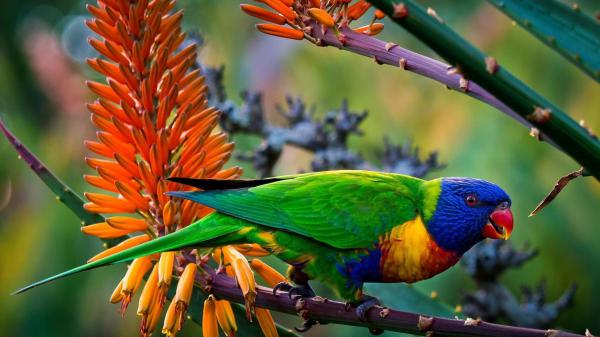 Free green blue yellow red sharp nose parrot on stalk hd birds wallpaper download