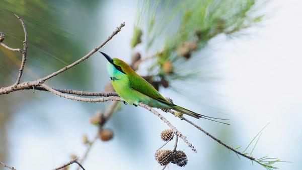 Free green bluetailed beeeater bird on tree branch 4k hd animals wallpaper download