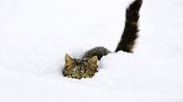 Free green eyes cat between snow hd cat wallpaper download