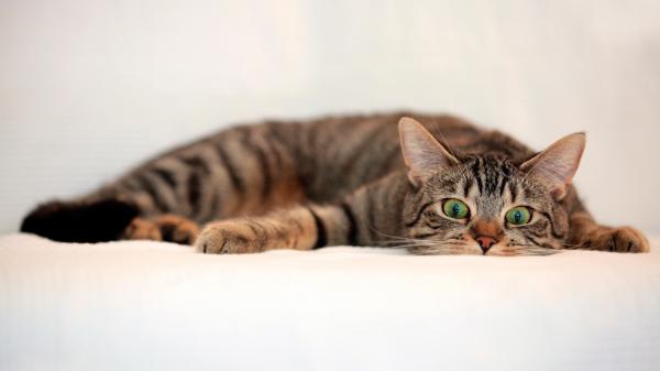 Free green eyes cat is lying on white couch hd cat wallpaper download