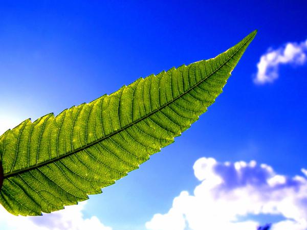 Free green in blue sky wallpaper download