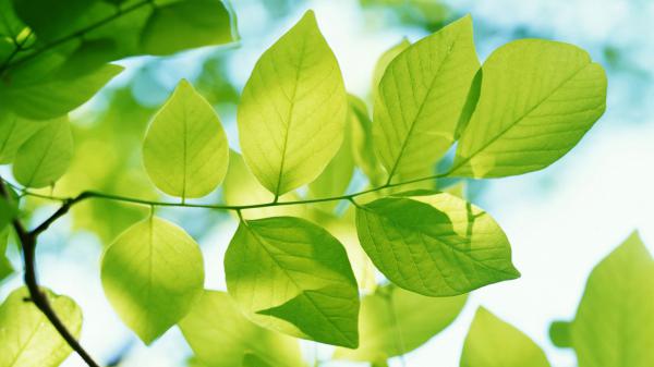 Free green leaves wallpaper download