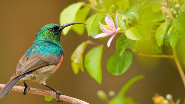 Free green orange sharp nose hummingbird is perching on tree branch hd birds wallpaper download