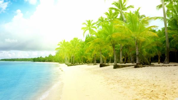 free green palm trees on beach sand under white sky hd beach wallpaper download