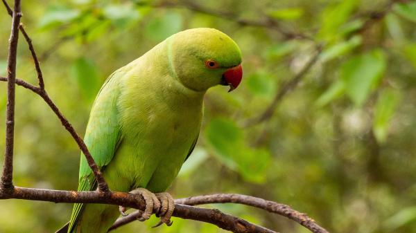 Free green parakeet parrot is sitting on tree branch in blur green background hd birds wallpaper download