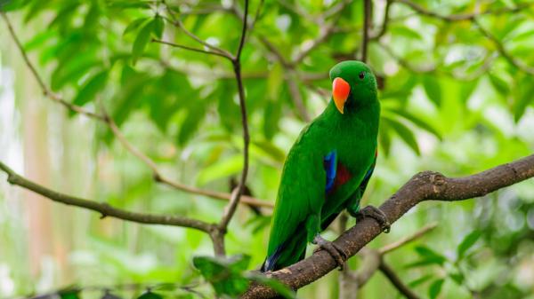 Free green parrot on the tree branch in green leaves background hd animals wallpaper download