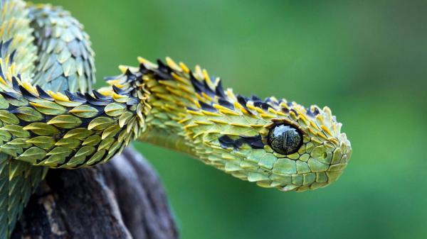 Free green pit viper snake in blur green background 4k hd animals wallpaper download